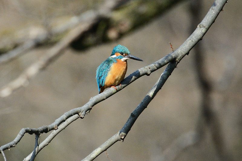 野鳥達と寒々しい光景@京都府立植物園_f0032011_19425110.jpg