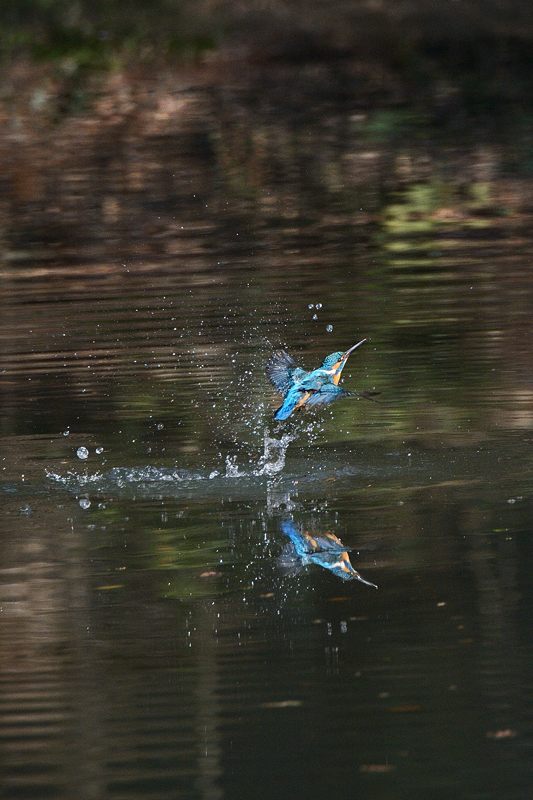 野鳥達と寒々しい光景@京都府立植物園_f0032011_1943160.jpg