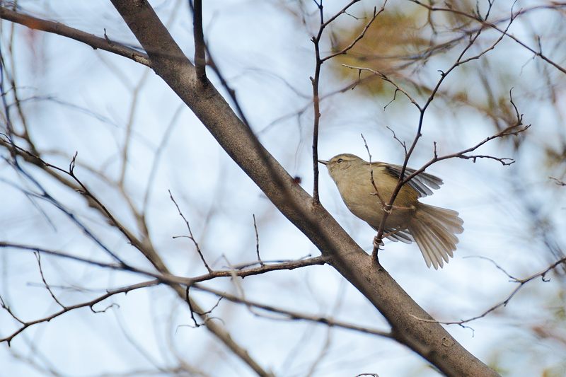 野鳥達と寒々しい光景@京都府立植物園_f0032011_19441211.jpg