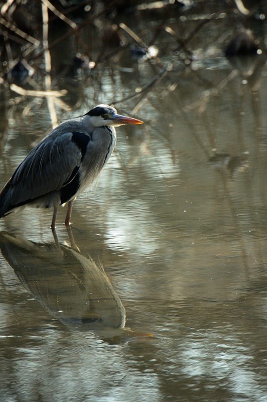 野鳥達と寒々しい光景@京都府立植物園_f0032011_19445591.jpg