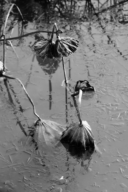 野鳥達と寒々しい光景@京都府立植物園_f0032011_19452862.jpg