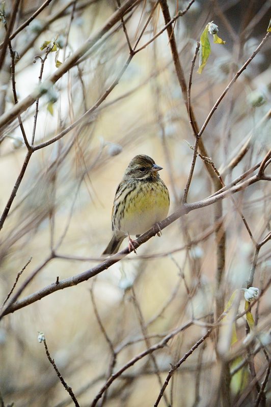 野鳥達と寒々しい光景@京都府立植物園_f0032011_1945447.jpg