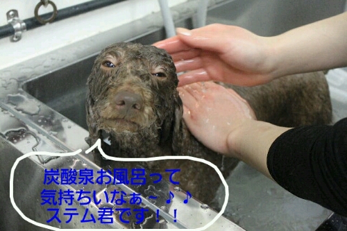見逃し。。。_b0130018_15344843.jpg