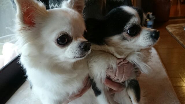 静子様のメイ。_d0180229_20552117.jpg