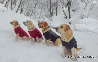 わんパラ雪のお散歩ツアー_a0142343_11501416.jpg