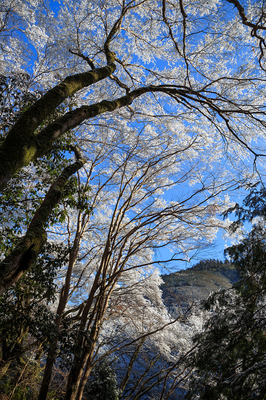 【額縁光景・その14】雪の高山寺（石水院）・後編_f0155048_23375738.jpg