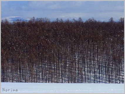 自然は美しく面白いー_e0326953_1643345.jpg