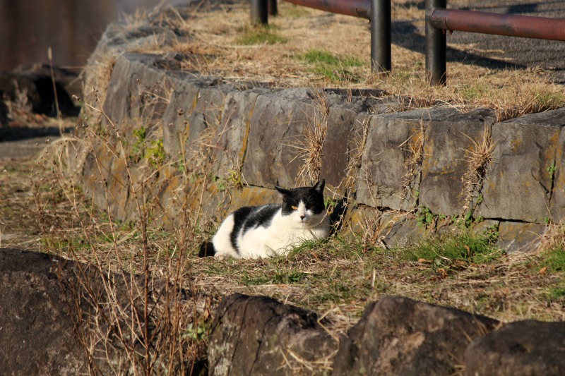 水元公園の野鳥_a0127090_21291353.jpg