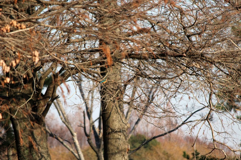 水元公園の野鳥_a0127090_21303537.jpg