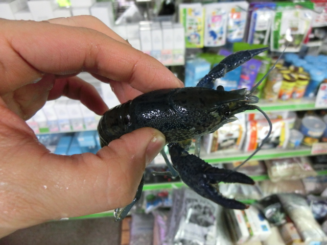 引き取り魚_b0141806_23525072.jpg