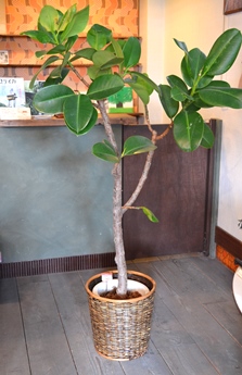 一部商品セール中です_d0263815_1612838.jpg