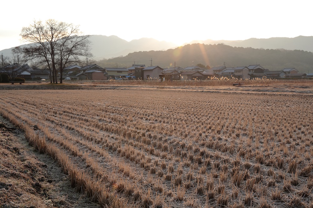 冷え込む早朝の藤原京_f0302119_1681831.jpg