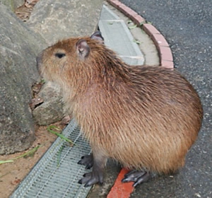 c0296630_0102872.jpg
