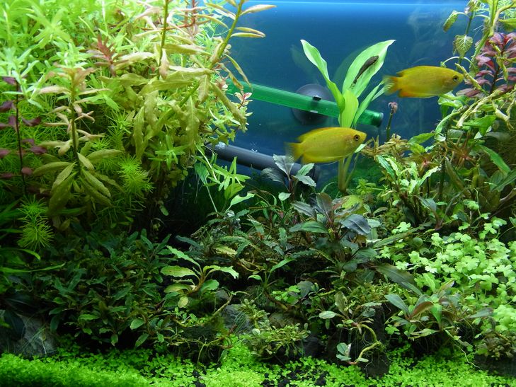 ブセファランドラ : It's a small aqua world!