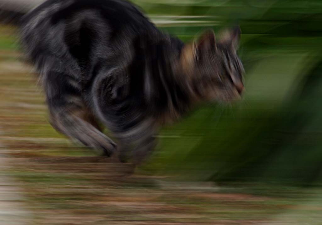 ねこ科の動物は狩に適した身体である スポック艦長のphoto Diary