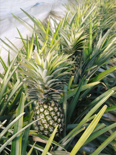 熊本産パイナップル その２ パイナップルの花と収穫のお話 ｆｌｃパートナーズストア