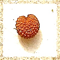 『 果実　種子 』 牛繁縷 Stellaria aquatica_f0238961_1040330.jpg