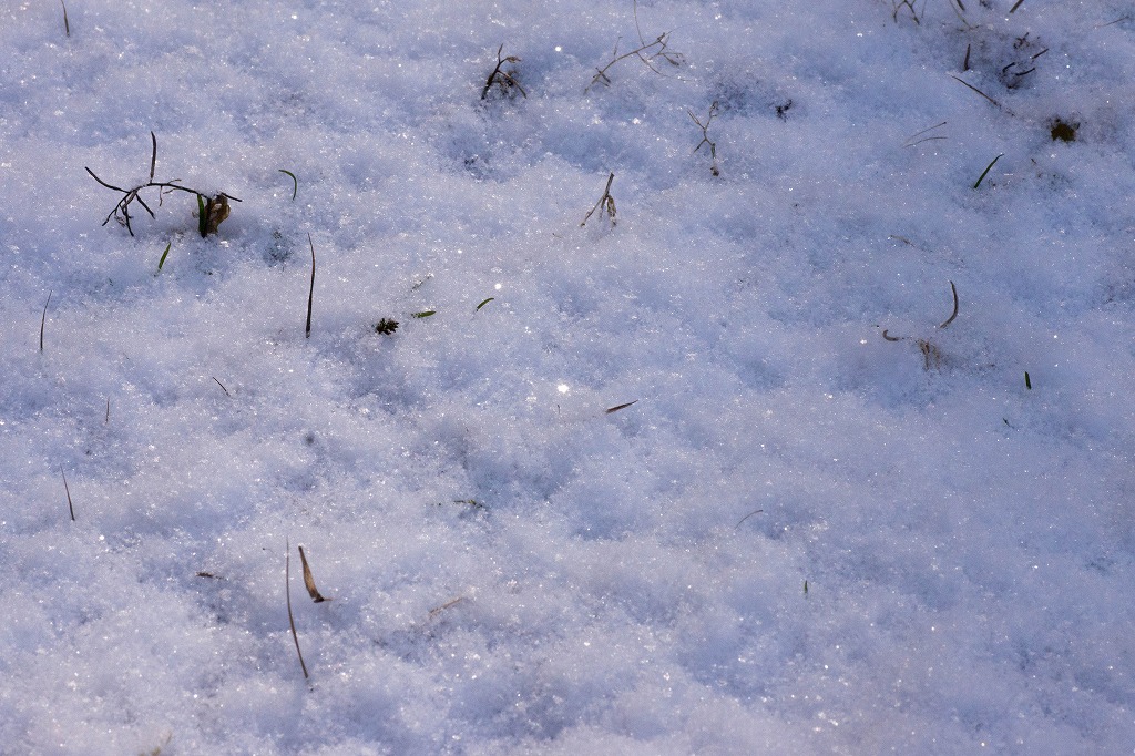 雪の土曜日_c0260264_13303062.jpg