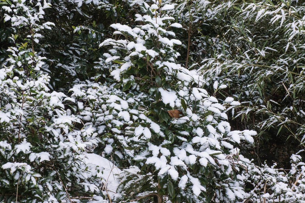 雪の土曜日_c0260264_13303916.jpg