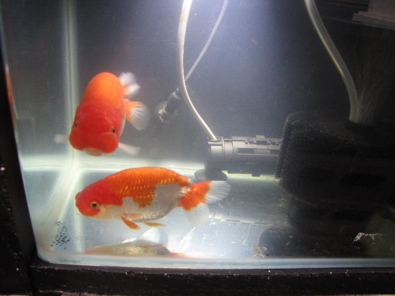 冬眠させずに二歳を育てる メイキング その3 金魚一道ブログ