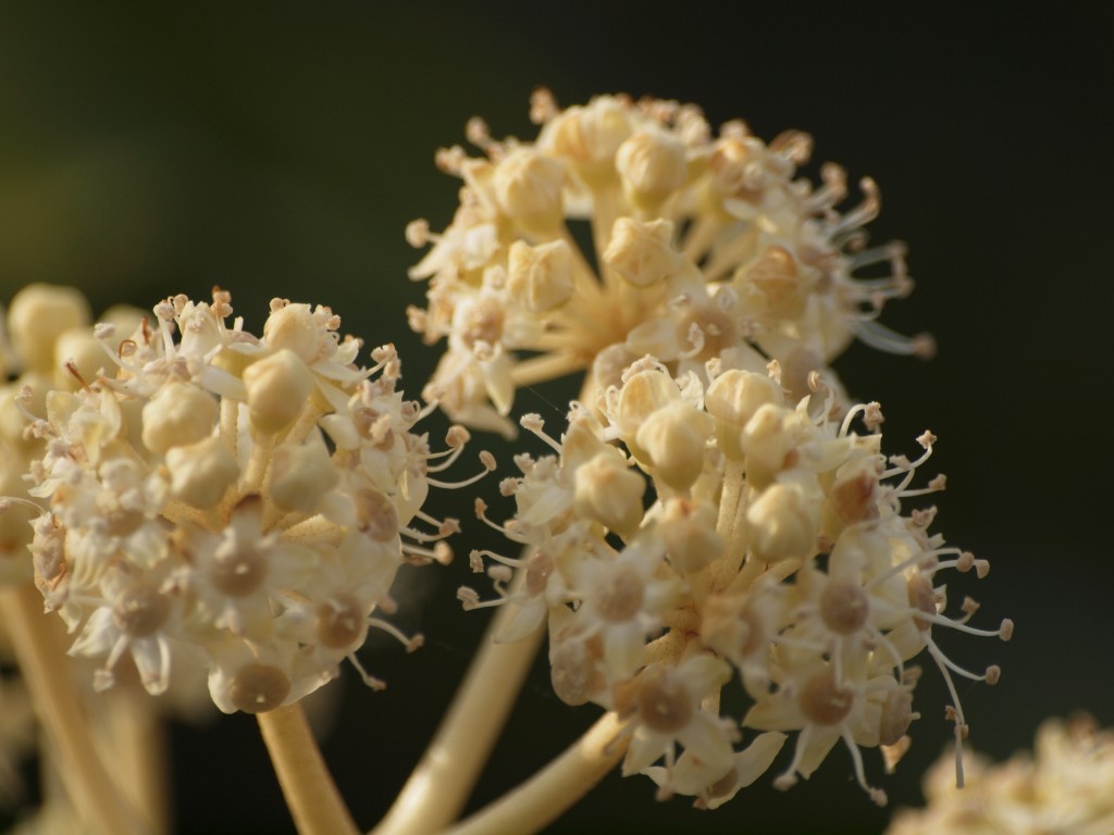 八手 ヤツデ の花 自然風の自然風だより