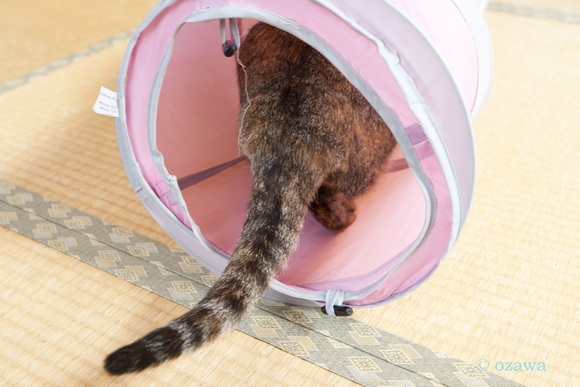 つーちゃんの魅力_a0126590_994749.jpg