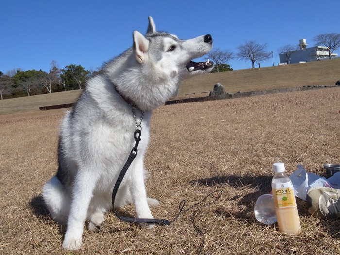 ご近所ピクニック_c0049299_20343480.jpg