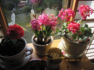 f0087800_710847.jpg