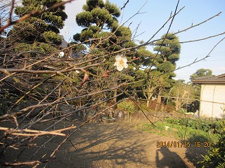 f0087800_794369.jpg