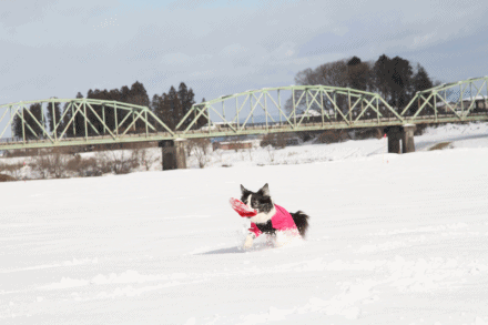 b0192121_18352995.gif