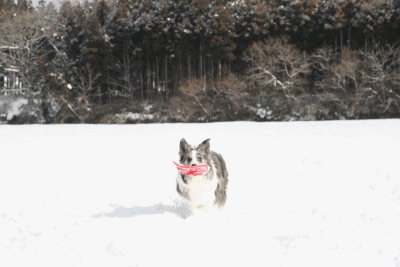b0192121_18371865.gif