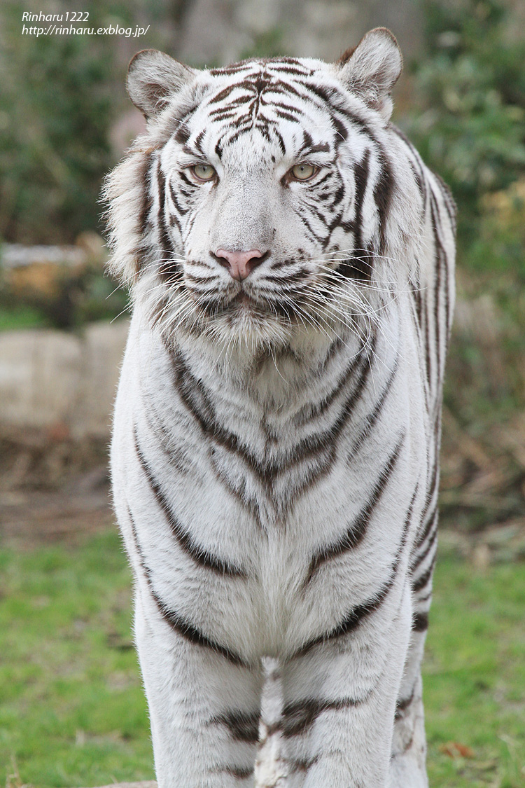 14 1 11 とべ動物園 ホワイトタイガーのファイト White Tiger 青空に浮かぶ月を眺めながら