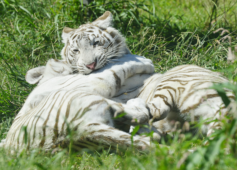 2013.9.28 伊豆アニマルキングダムのホワイトタイガー☆ナンシー＆シラナミ 【White Tiger Sister】_f0250322_21193621.jpg