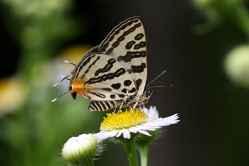 d0054625_17224752.jpg