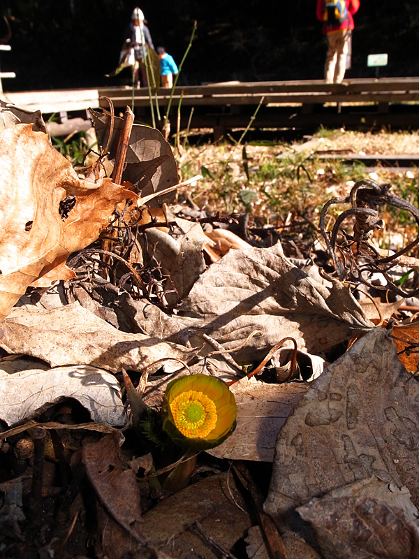 d0054625_1755619.jpg