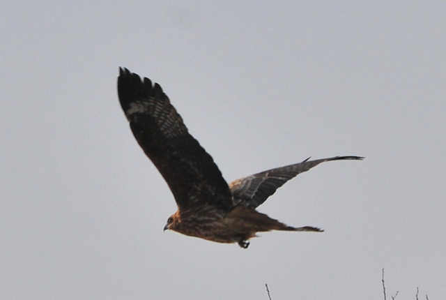 渡良瀬遊水地　～1月の鳥、追っかけた～_e0097534_18355736.jpg