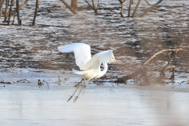 渡良瀬遊水地　～1月の鳥、追っかけた～_e0097534_18372578.jpg