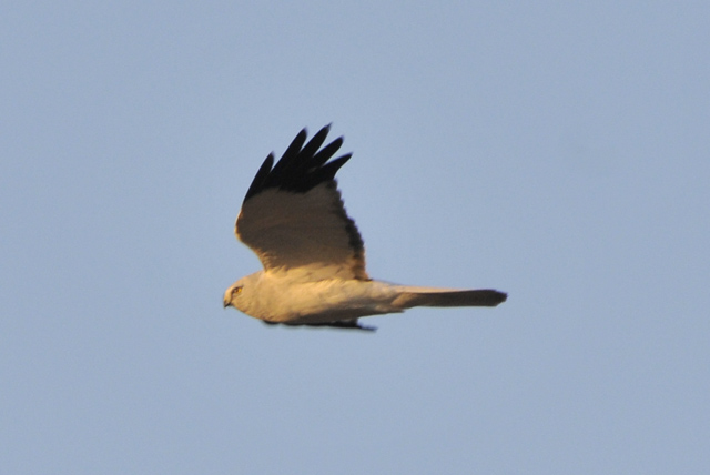 渡良瀬遊水地　～1月の鳥、追っかけた～_e0097534_18385511.jpg