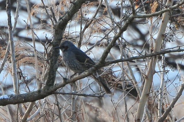 渡良瀬遊水地　～1月の鳥、追っかけた～_e0097534_18391565.jpg