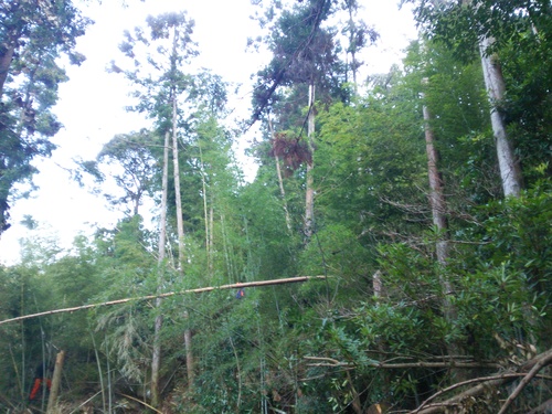 【森林里山保全事業】紀宝町の里山整備_c0010936_4153979.jpg