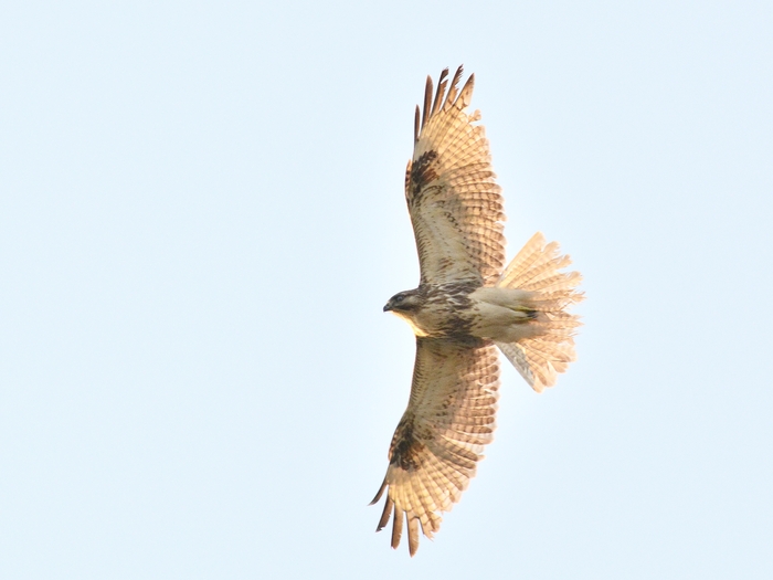 「ちょっと気弱な猛禽」　ノスリ（鵟）/Eastern Buzzard_b0309841_1261593.jpg