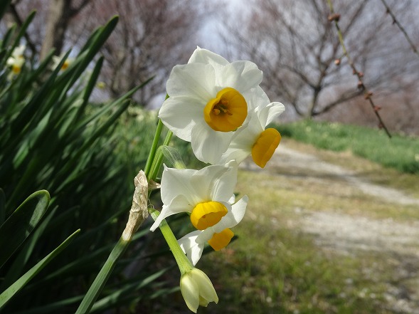 和泉リサイクル環境公園の水仙_b0299042_20272318.jpg