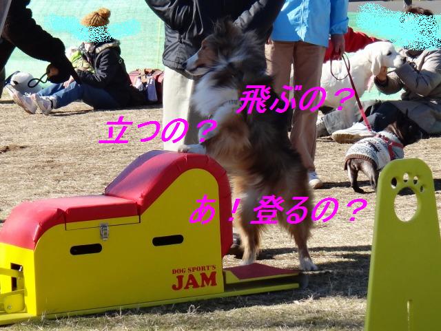チャリティしつけ教室に行ったワン♪_e0195743_1952165.jpg