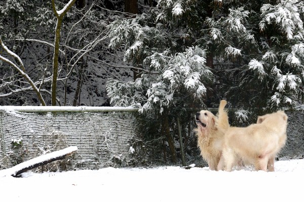 雪。。。積もってしまった(ーー;)_a0264649_12415088.jpg