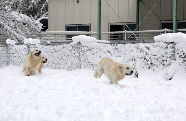 雪。。。積もってしまった(ーー;)_a0264649_19263945.jpg