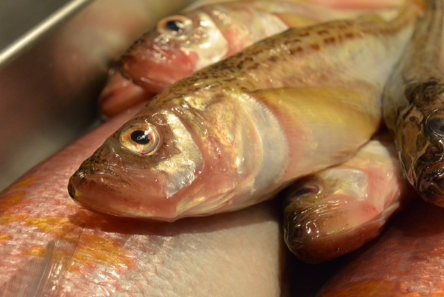 魚の顔に注目。いい顔してる奴はうまいって本当か?&1月20日(月)のランチメニュー_d0243849_0151455.jpg