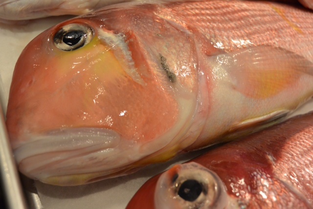 魚の顔に注目。いい顔してる奴はうまいって本当か?&1月20日(月)のランチメニュー_d0243849_0151480.jpg