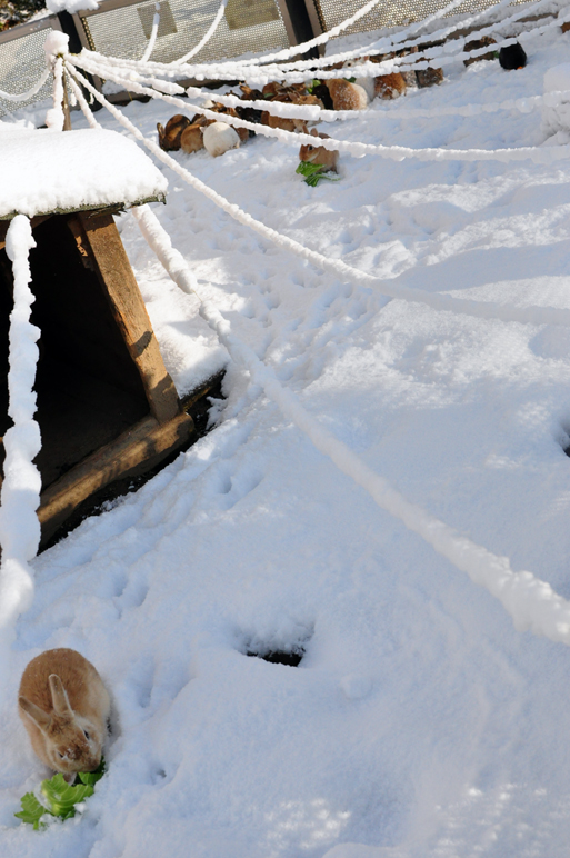 積雪は10センチ程度です　1/19_b0214652_10425460.jpg