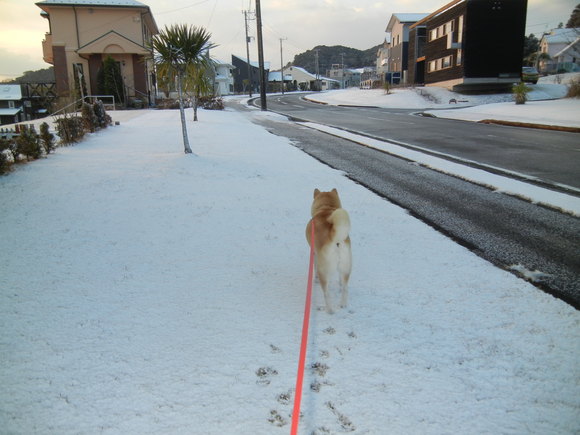 ’１４，１，１９（日）雪と愛ちゃんと柚子！_f0060461_11122854.jpg