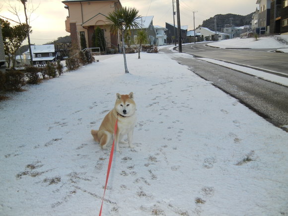 ’１４，１，１９（日）雪と愛ちゃんと柚子！_f0060461_11184715.jpg